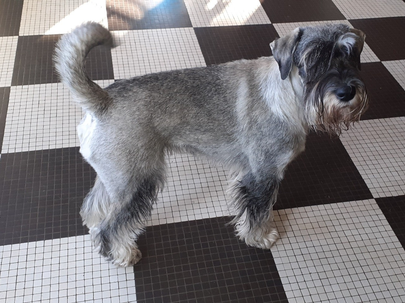 CH. Ulane des Perriots